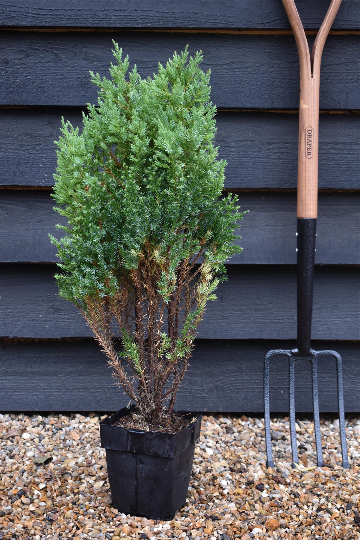 Juniperus chinensis 'Stricta' - 40-50cm, 2lt