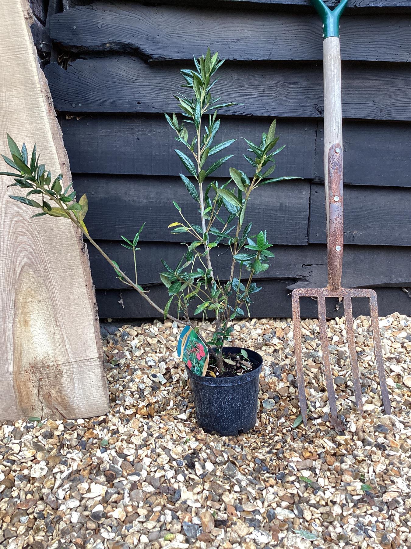 Crinodendron Hooksianum Chilean Lantern - 30/40cm, 5lt