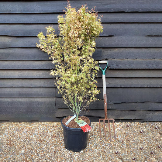 Acer palmatum 'Wilson's Pink Dwarf' | Japanese maple - Bushy - Height 100-150cm - 20lt