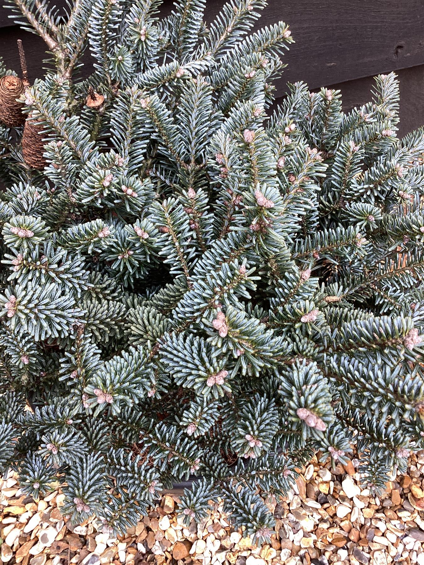 Abies koreana 'Blue Emperor' | Korean fir 'Blue Emperor' - Height - 50cm Width 30-40cm - 18lt