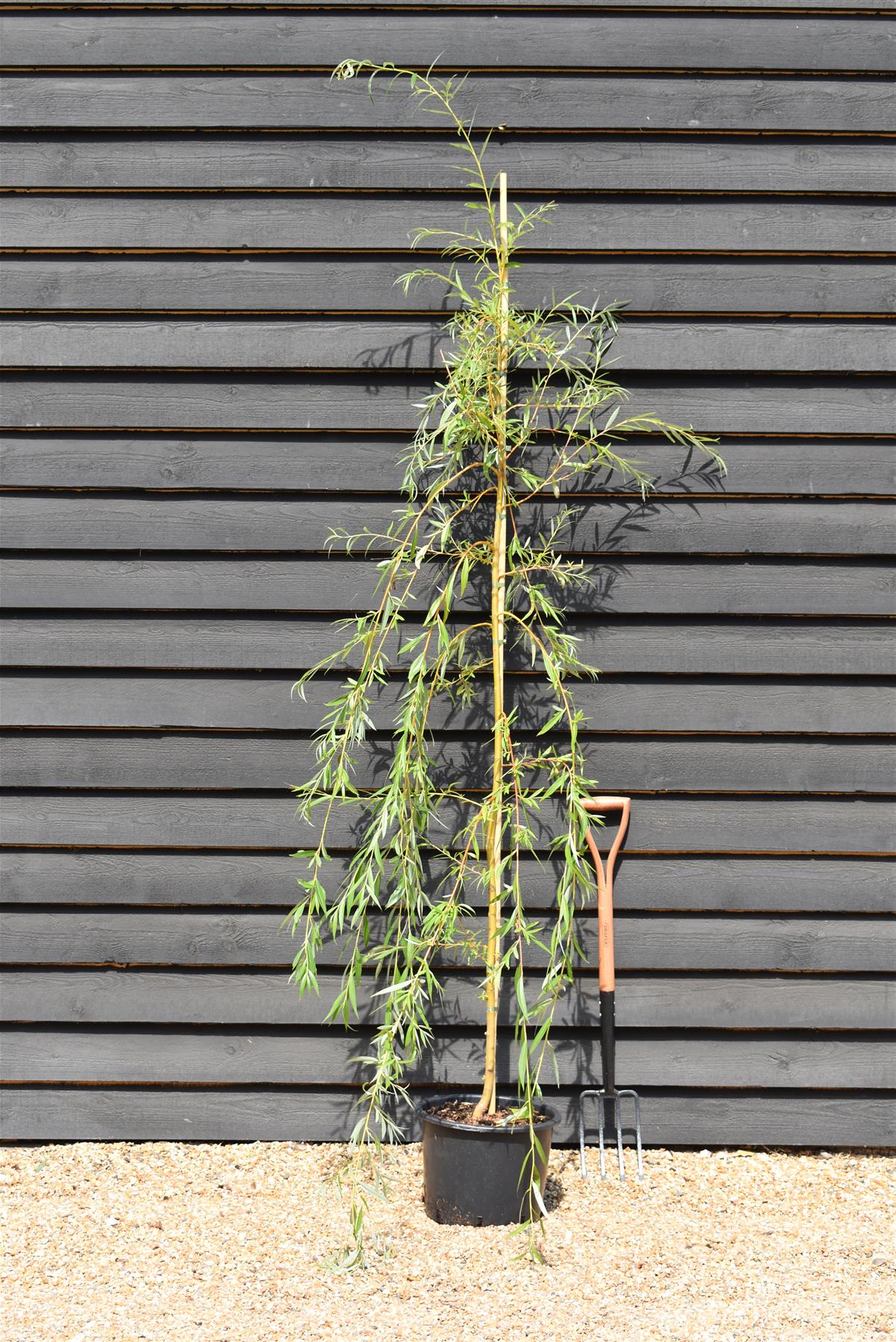 Salix Sepulcralis var. chrysocoma | Golden Weeping Willow  - Height 210-250cm - 20lt