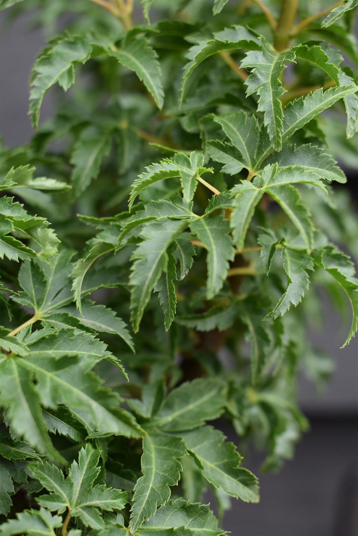 Shishi Gashira Maple | Acer Palmatum 'Crispifolium' Lion's Head Japanese Maple - Height 100-130cm - 50lt