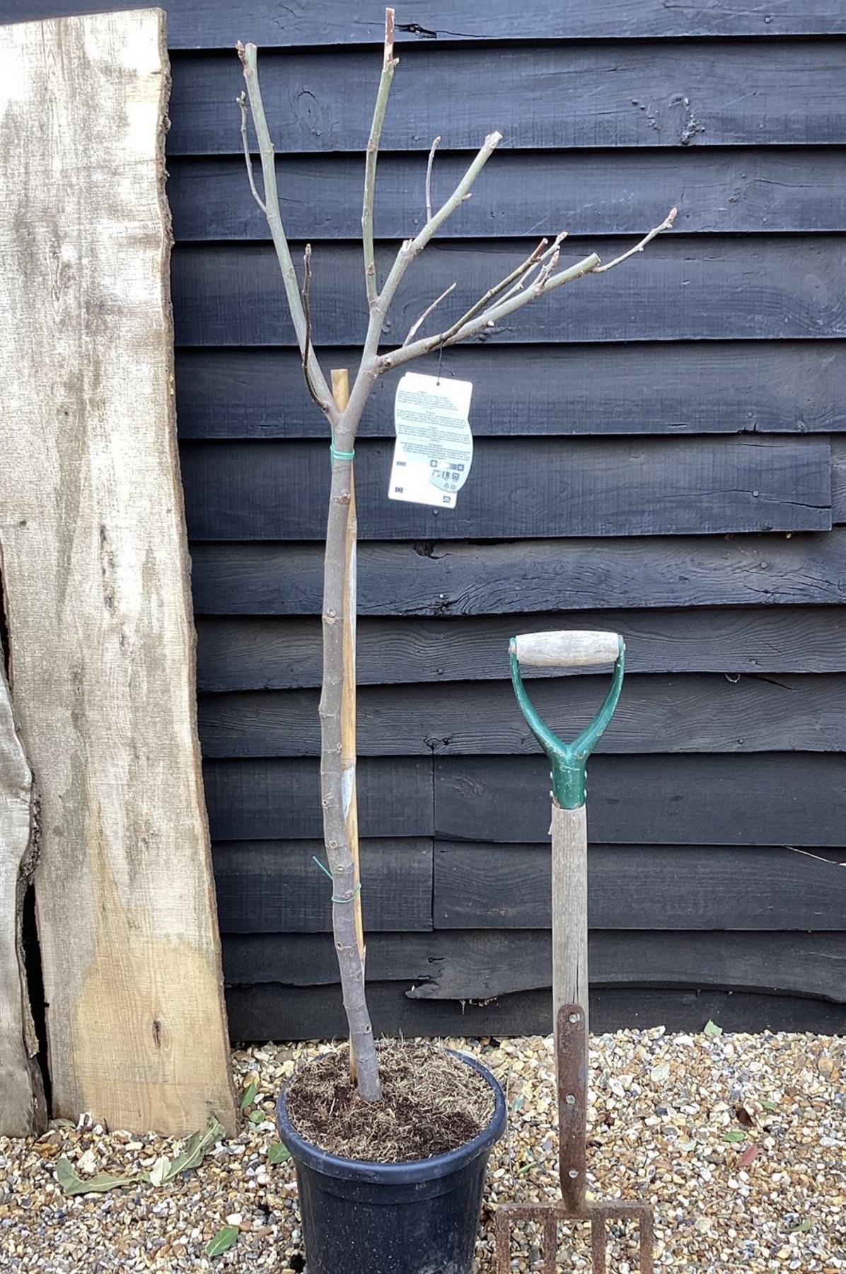 Fig | Ficus carica 'Ice Crystal' - Girth 10-12cm - 120-140cm - 15lt