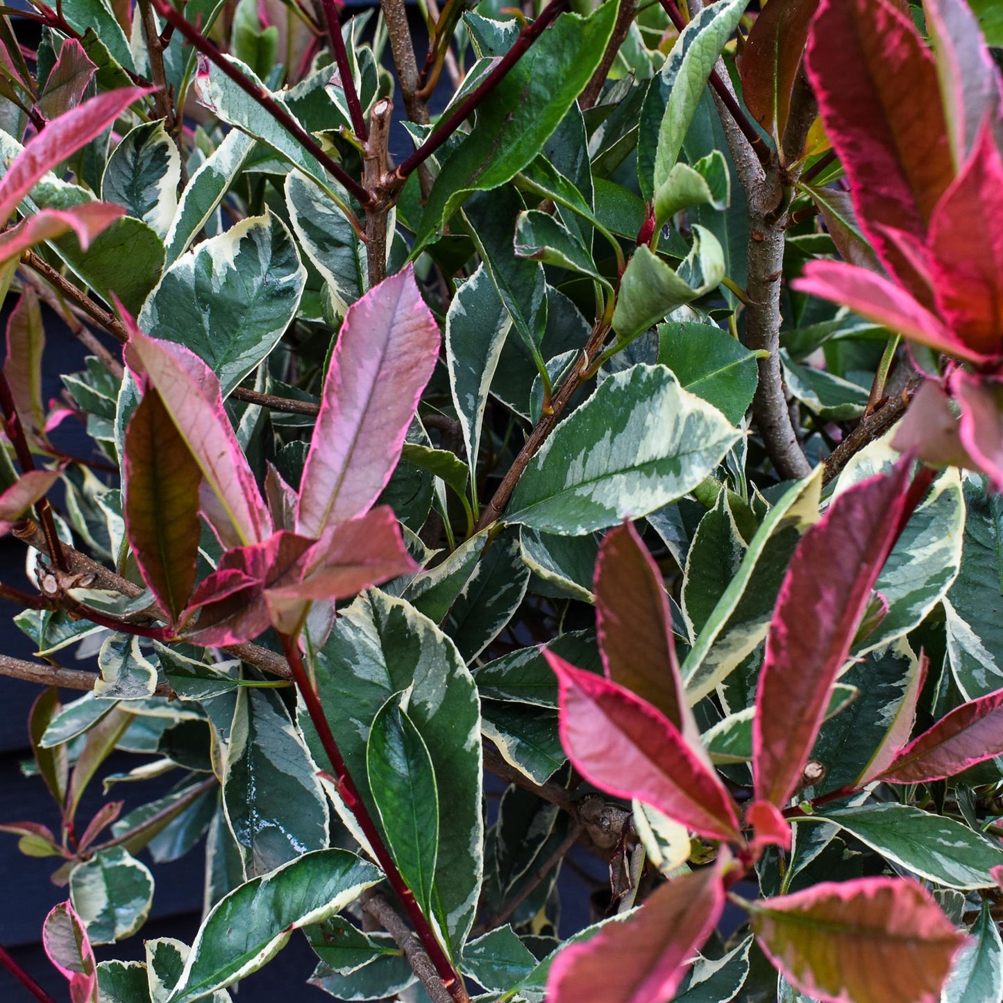 Photinia x fraseri 'Pink Marble' - Half Standard - Clear stem 100cm - Heigh 150-160cm - 18lt