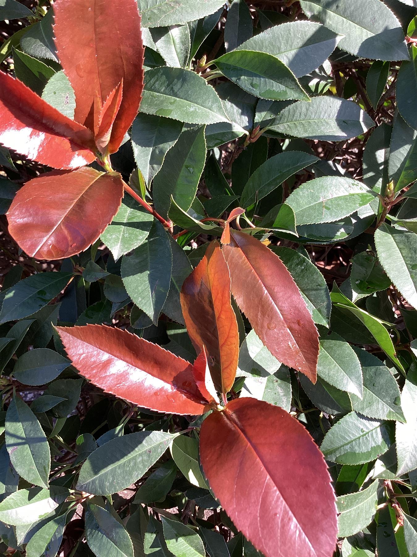 Photinia Red Robin | Christmas berry 'Little Red Robin' - Cone - 400-450cm, 375lt