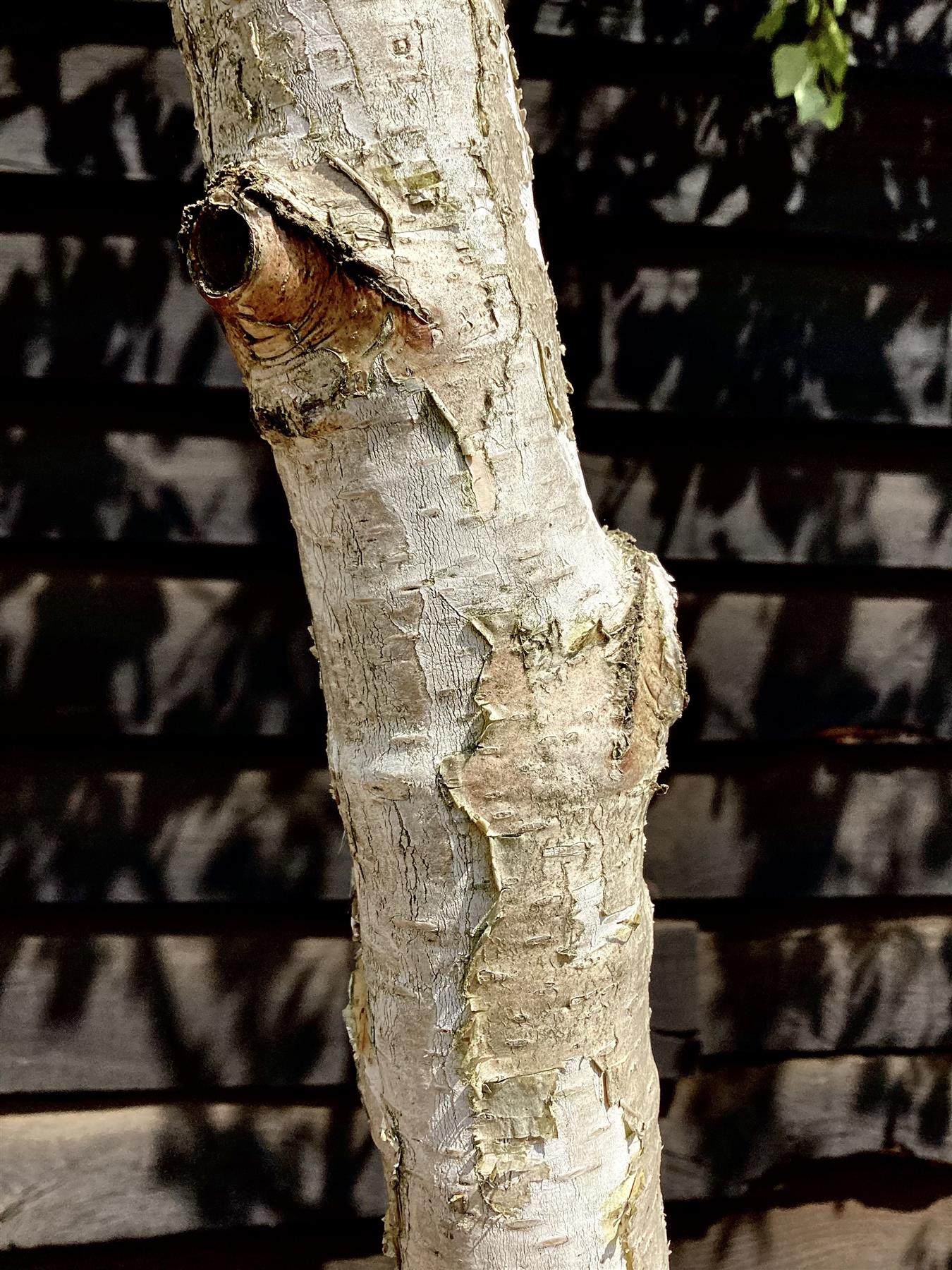 Betula alba Multistem | Silver Birch - 450cm, 130lt