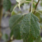 Malus 'Evereste' - Clear Stem - Standard - Girth 8-10cm - Height 320-340cm - 70lt