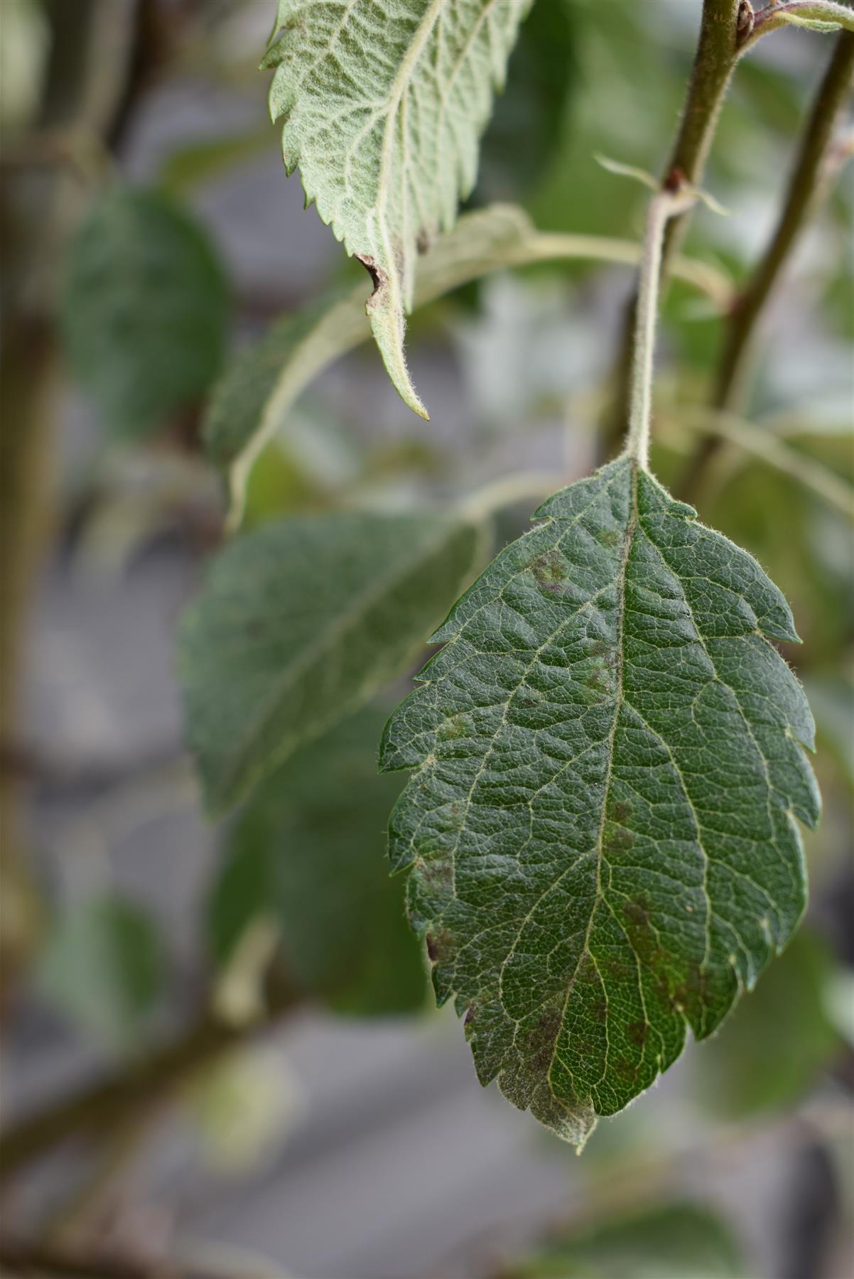 Malus 'Evereste' - Clear Stem - Standard - Girth 8-10cm - Height 320-340cm - 70lt