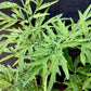 Sambucus Golden Tower - Shrub - 20-30cm 3lt