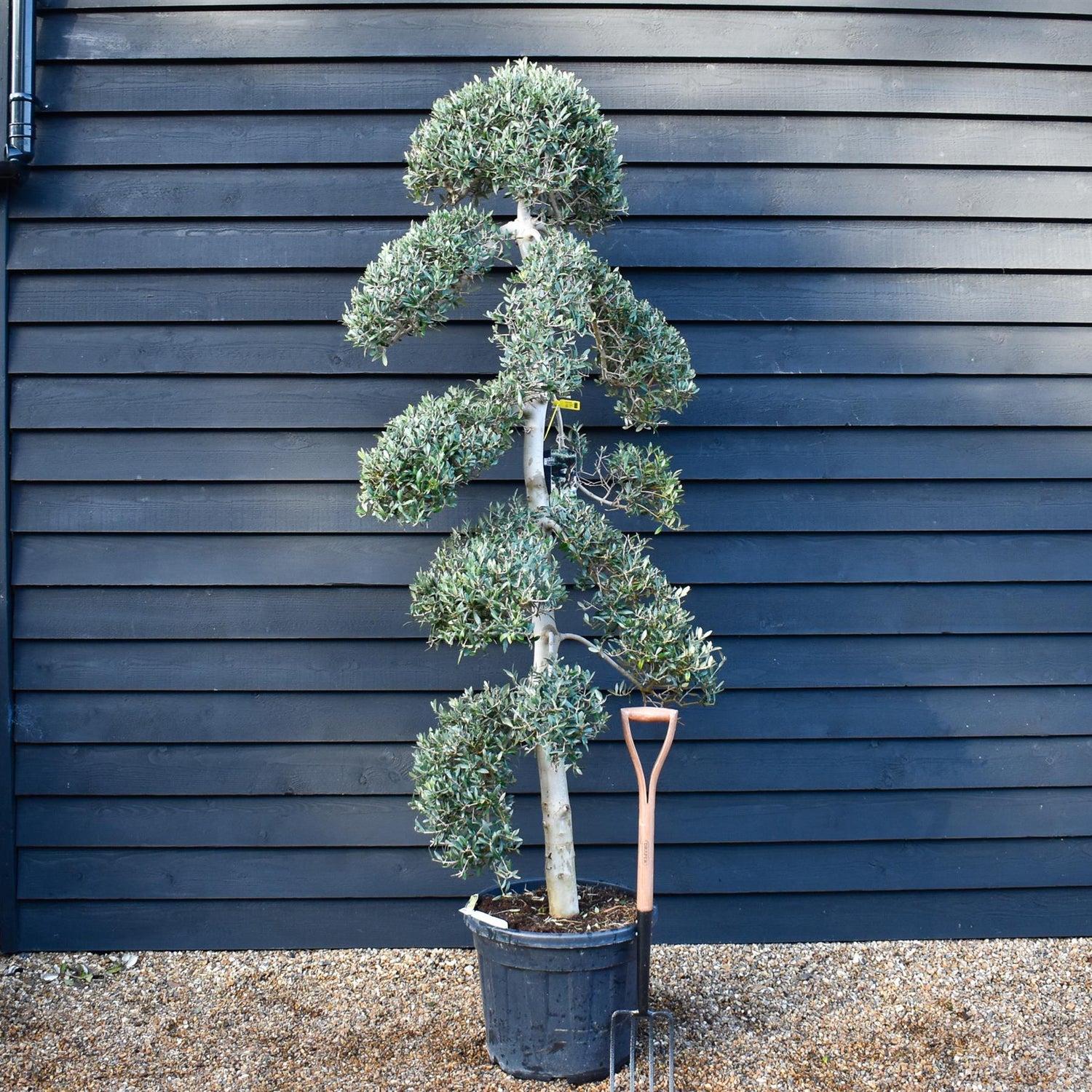 Olive Tree | Olea Europea - Cloud - Height 220-230 cm - 50lt