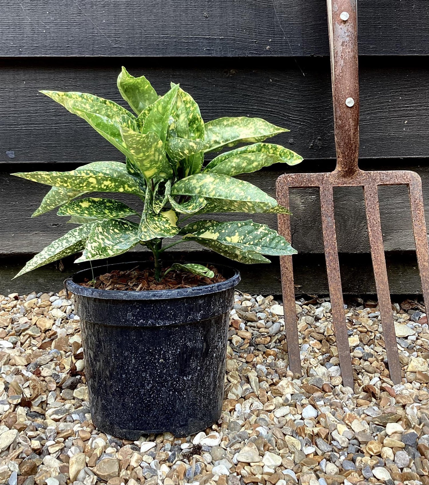 Aucuba japonica 'Mr Goldstrike' - 10-30cm - 2lt