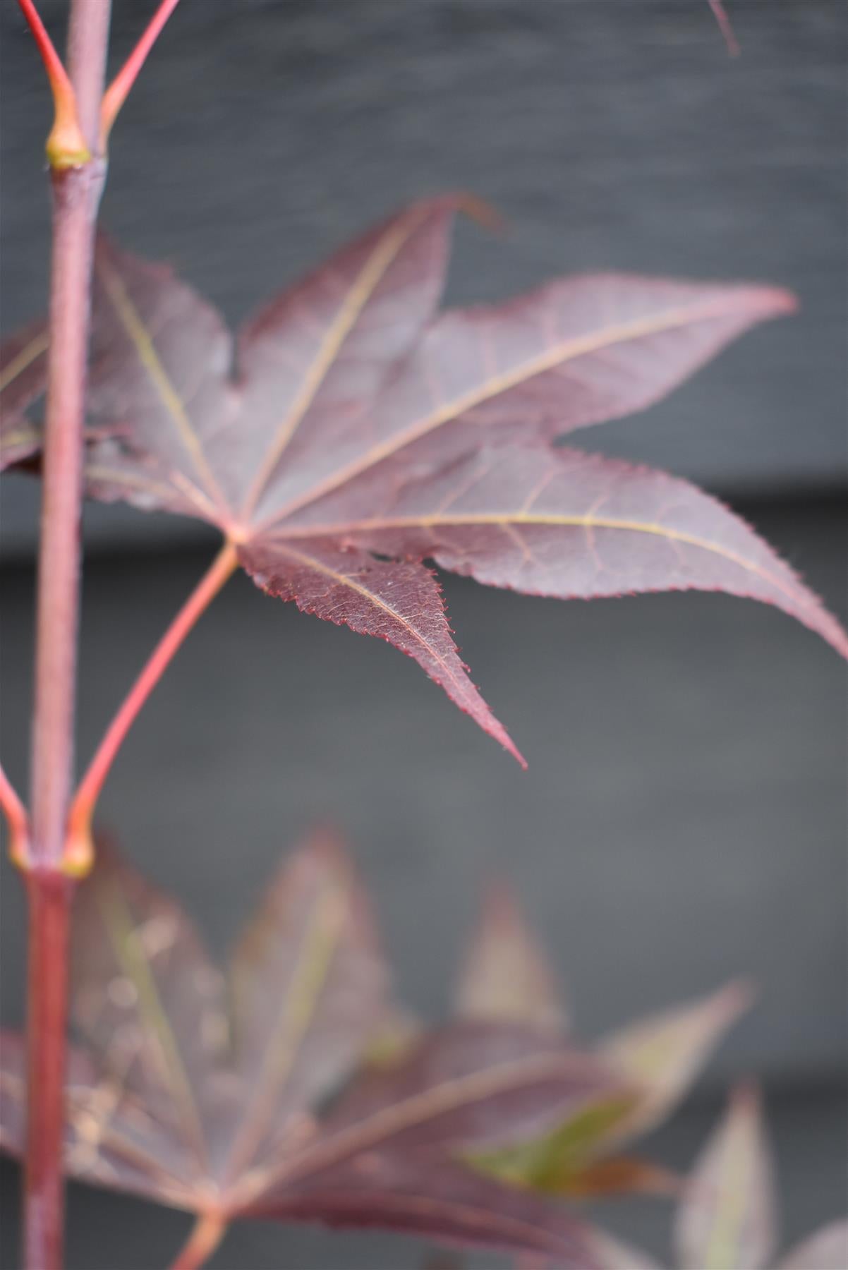 Acer palmatum 'Bloodgood' | Bloodgood Japanese Maple - 50-70cm - 4lt