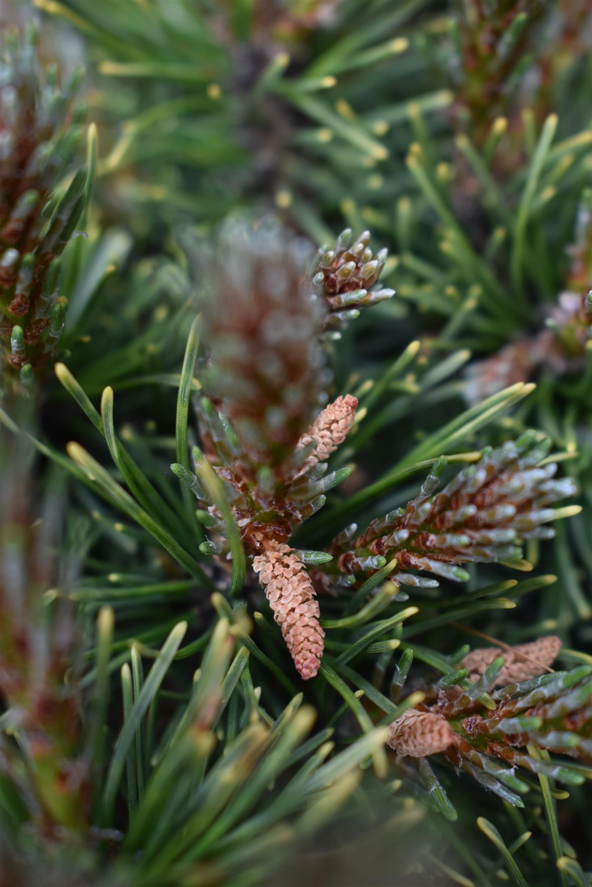 Pinus mugo 'Ophir' | dwarf mountain pine 'Ophir' - Height 55cm Width 30-40cm - 12lt