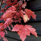 Acer Rubrum Redpointe Maple | Redpointe Red Maple 1/2 std Clear Stem - 270-300cm - 30lt