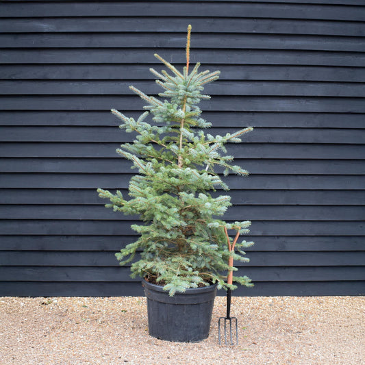 Picea pungens | Colorado Blue Spruce - Height 180-220cm - 110lt