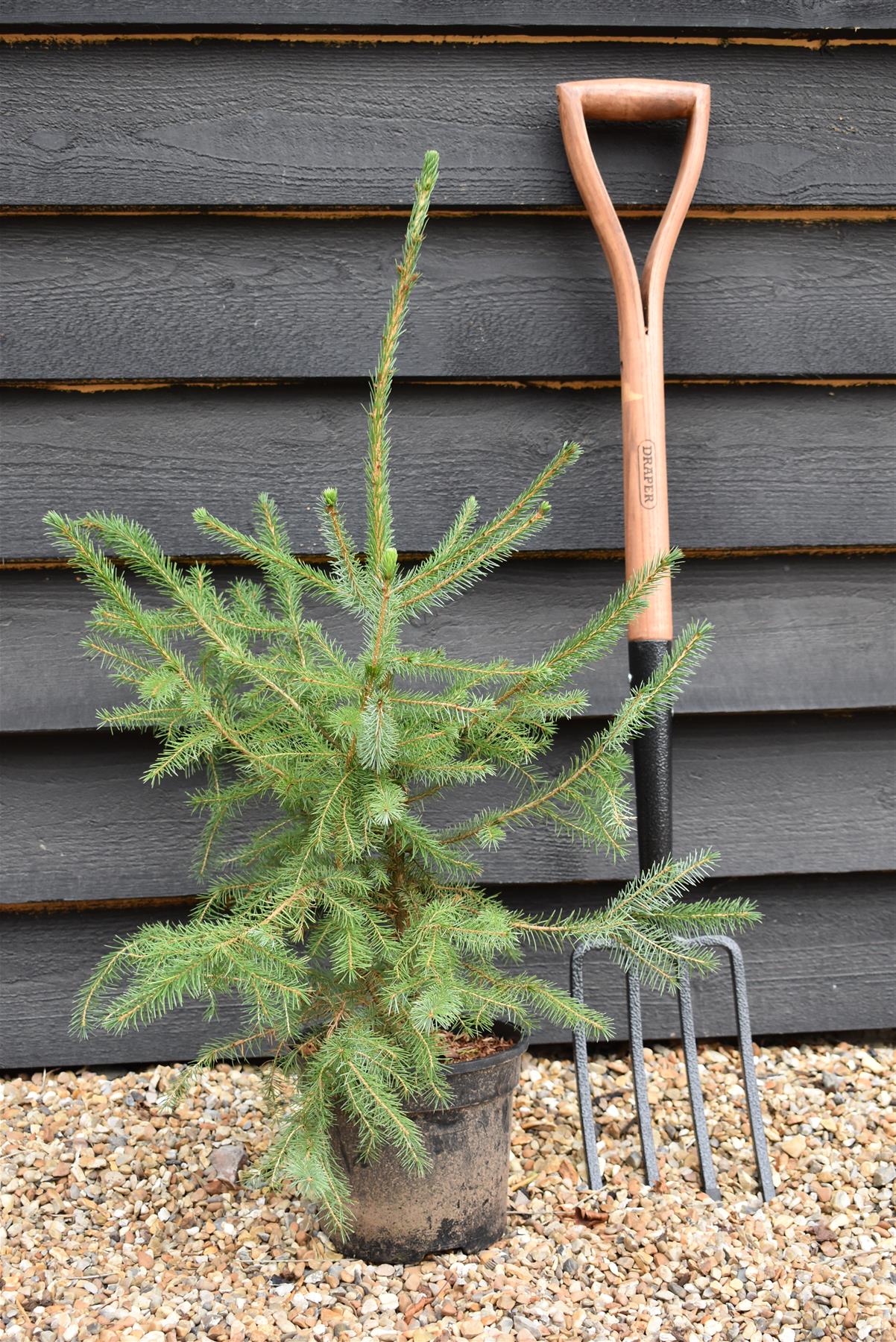 Picea Omorika | Serbian Spruce - Height 70-90cm - 3lt