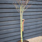 Japanese maple 'Skeeter's Broom' | Acer palmatum - Clear Stem 90cm - Height 180-220cm - 35lt