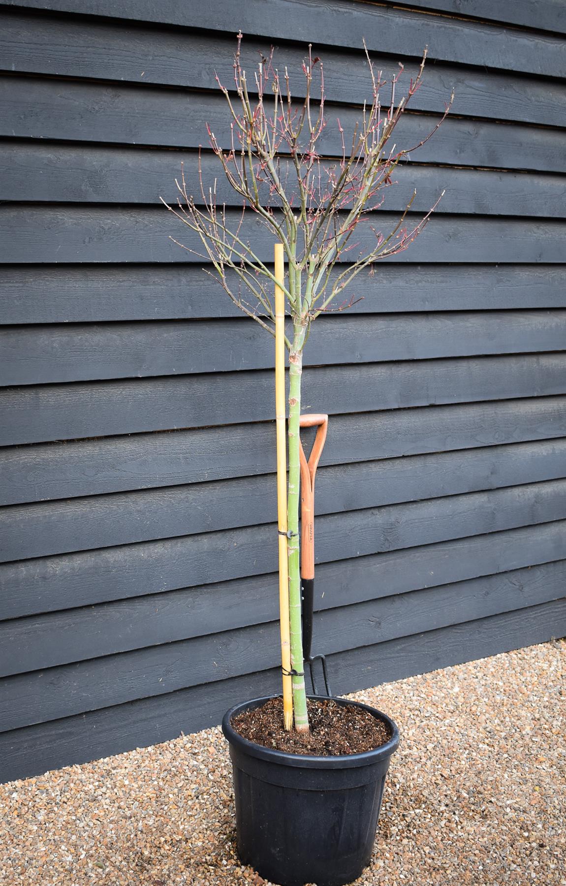 Japanese maple 'Skeeter's Broom' | Acer palmatum - Clear Stem 90cm - Height 180-220cm - 35lt