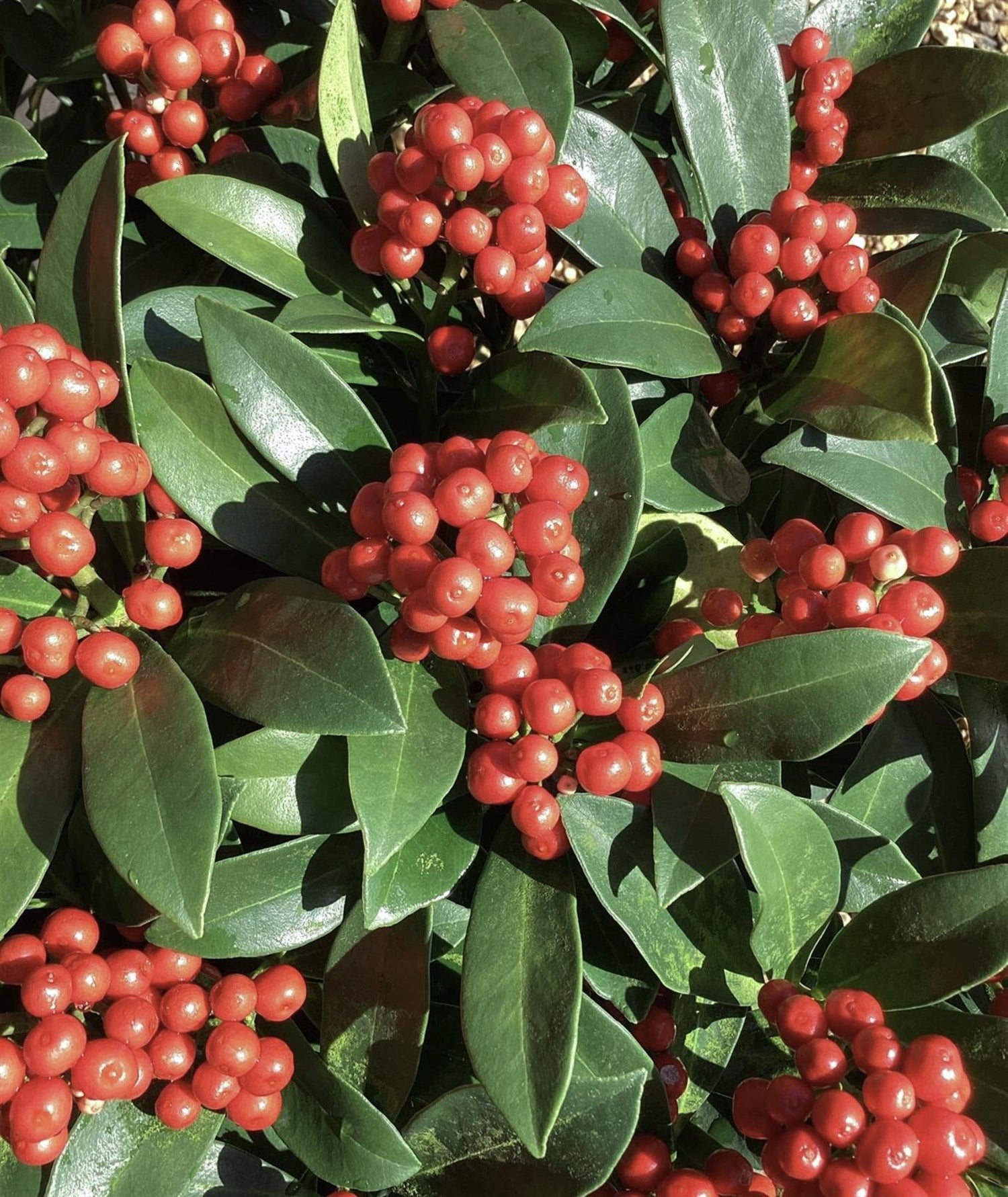 Skimmia Japonica Parbella | Japanese Skimmia - 70-80cm, 25lt