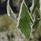 Cornus controversa 'Variegata' | Wedding Cake Tree -200-250cm, 90lt