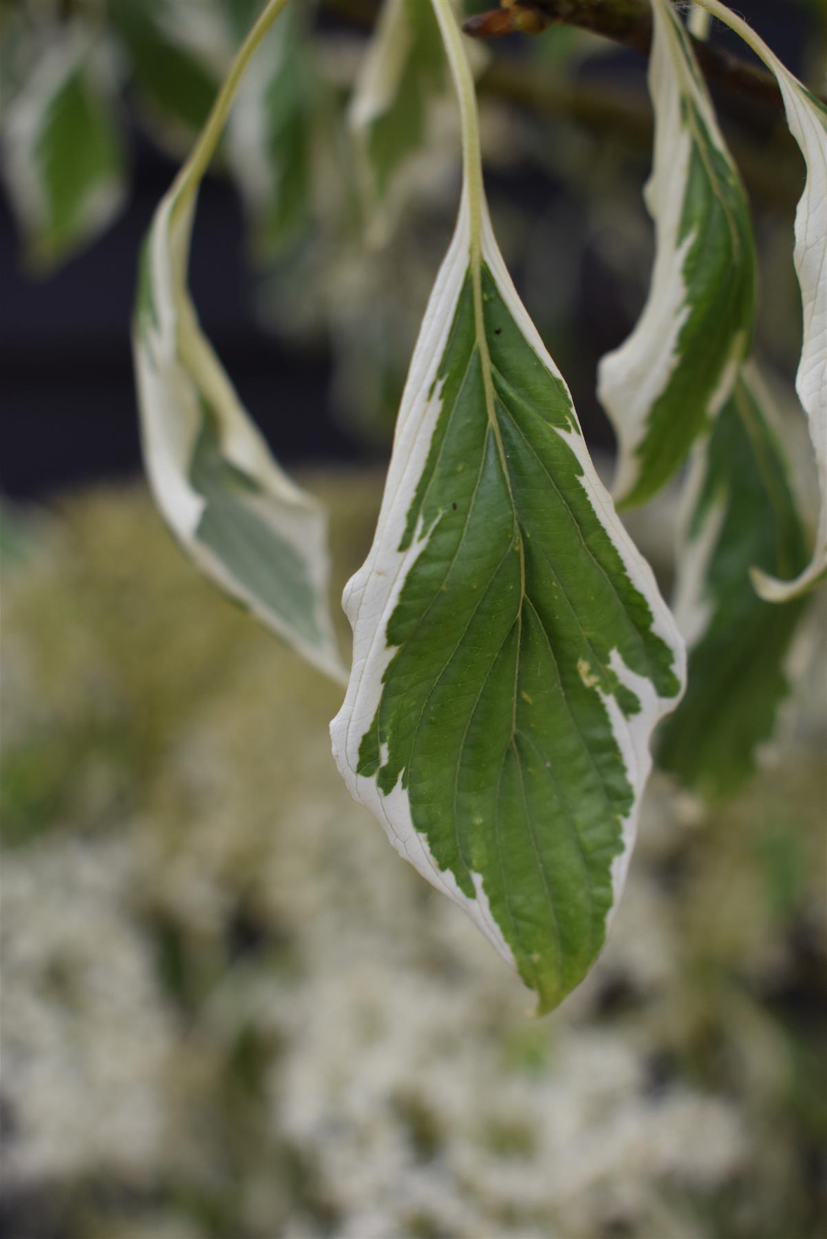 Cornus controversa 'Variegata' | Wedding Cake Tree -200-250cm, 90lt