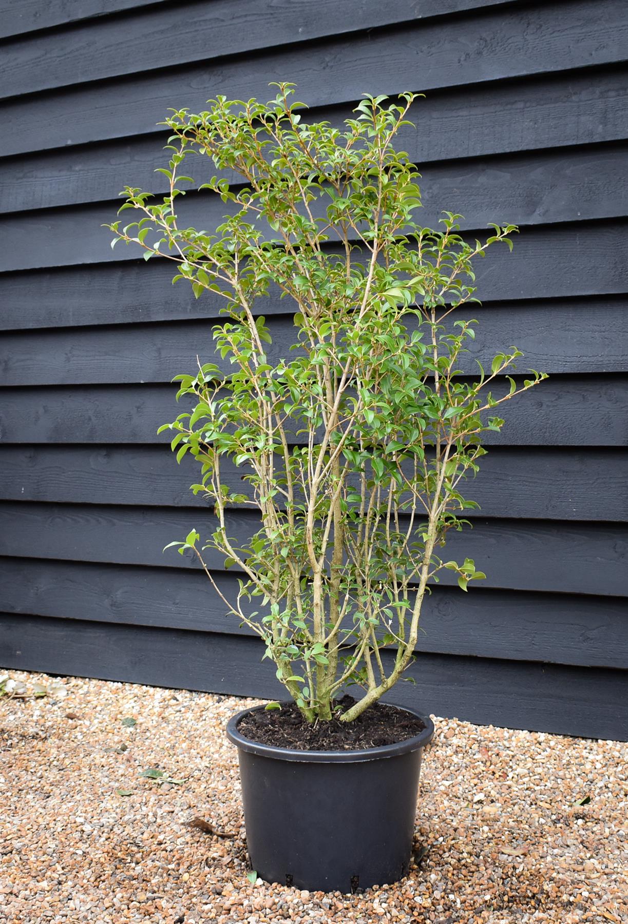 Osmanthus x burkwoodii | Burkwood Osmanthus - Height 100-120cm - 20lt