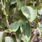 Pear tree 'Blanquilla' | Pyrus communis - Girth 18-20cm - 220-240cm - 50lt