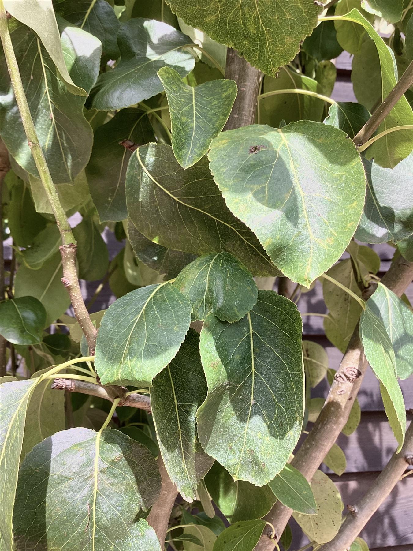 Pear tree 'Blanquilla' | Pyrus communis - Girth 18-20cm - 220-240cm - 50lt