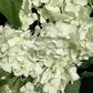 Hydrangea arborescens 'Annabelle' - 40-50cm, 5lt