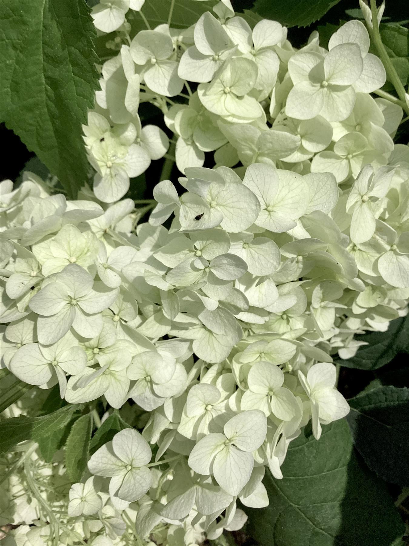 Hydrangea arborescens 'Annabelle' - 40-50cm, 5lt