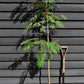 Albizia Julibrissin Summer Chocolate | Silk Tree - Height 160-180cm - 12lt