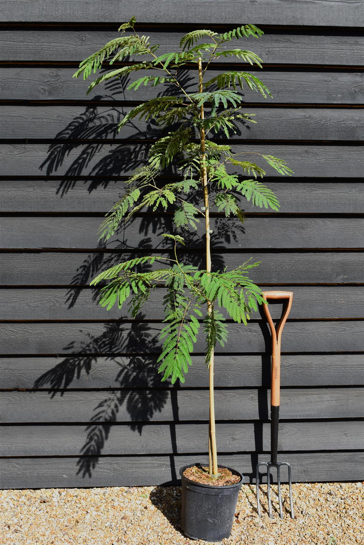 Albizia Julibrissin Summer Chocolate | Silk Tree - Height 160-180cm - 12lt