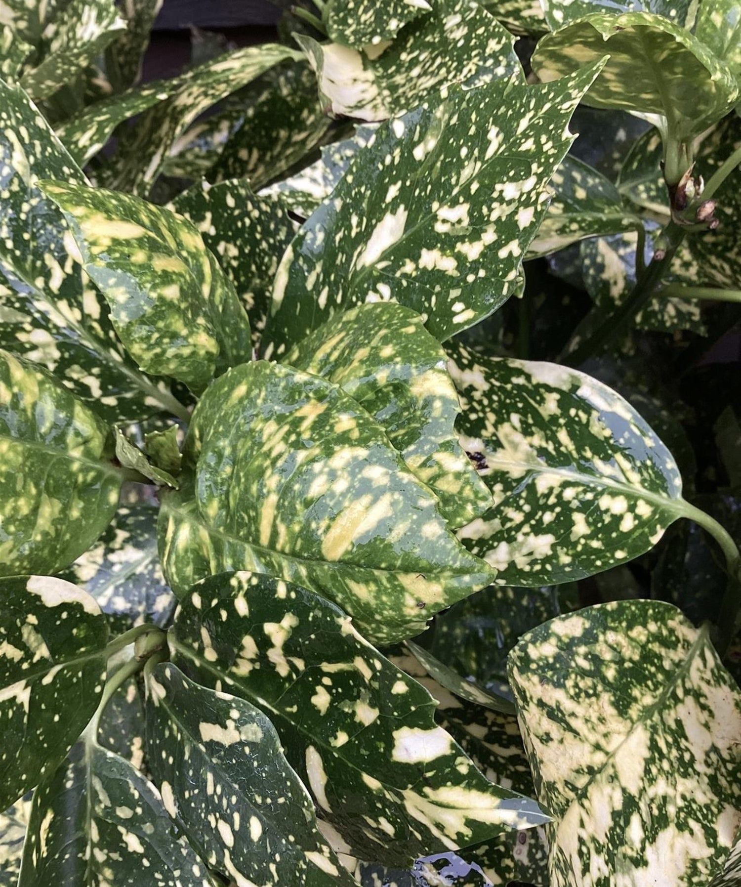 Aucuba japonica 'Variegata' | Spotted Laurel - Height 110-120cm, Width 60cm - 15lt