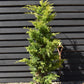 Leyland Cypress 'Gold Rider' - 120-150cm, 20lt