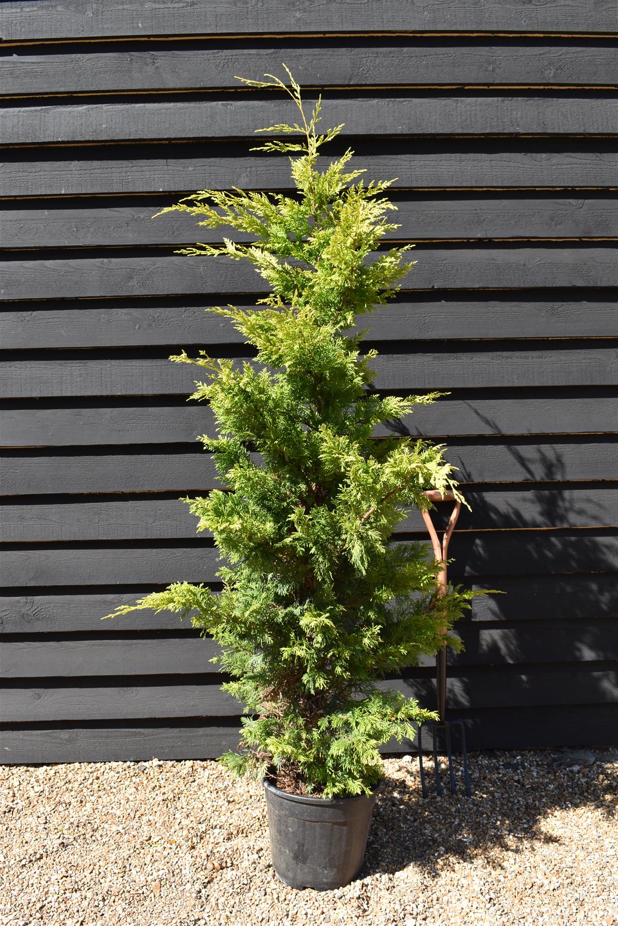 Leyland Cypress 'Gold Rider' - 120-150cm, 20lt