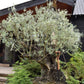 Olive Tree | Olea Europea 1/2 Std - 275-285cm, 500lt