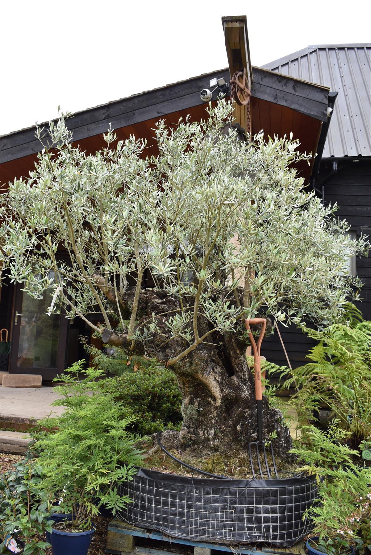 Olive Tree | Olea Europea 1/2 Std - 275-285cm, 500lt