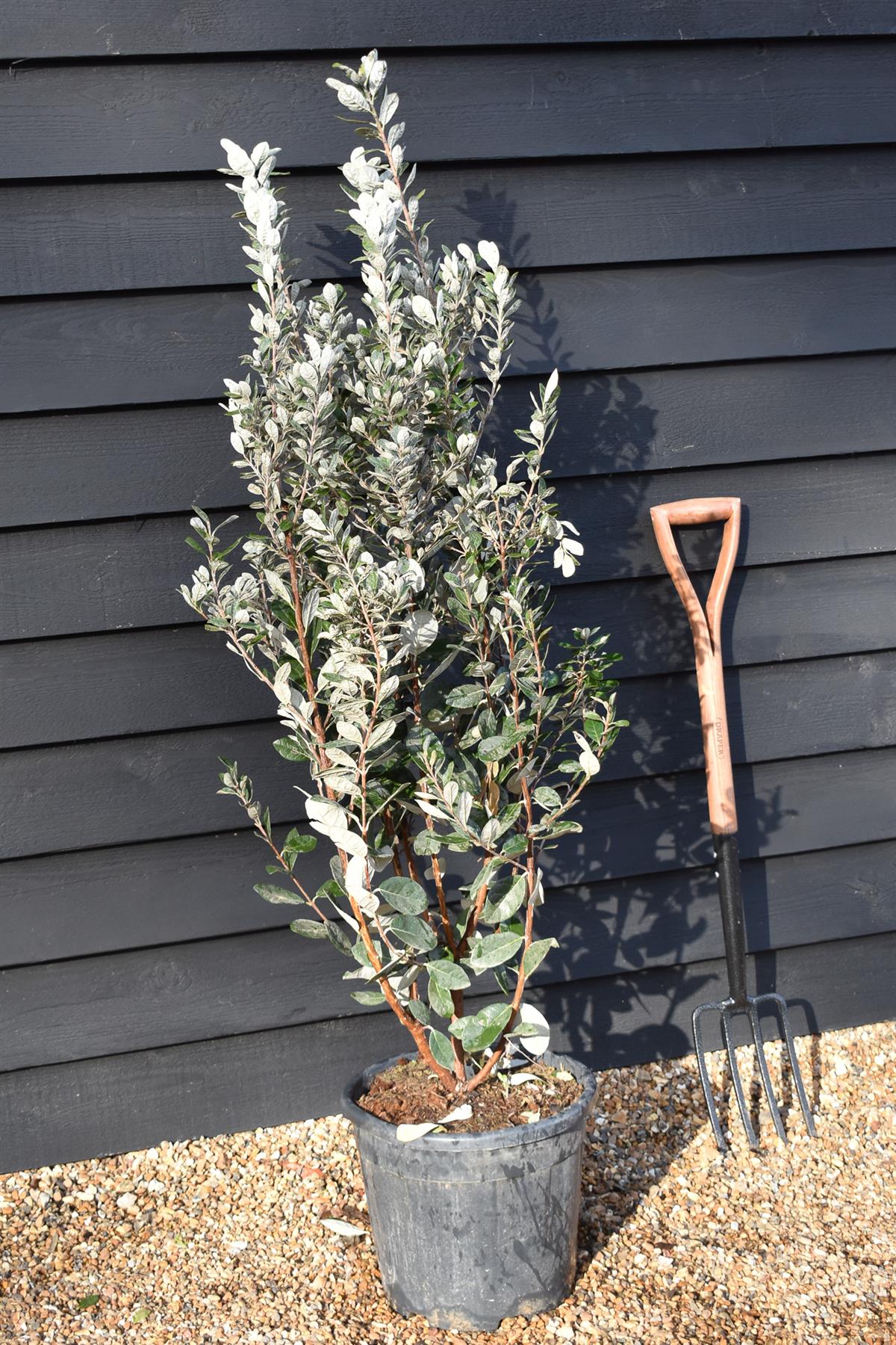 Feijoa (acca) sellowiana | Pineapple Guava - Shrub - Height 120-140cm - 18lt