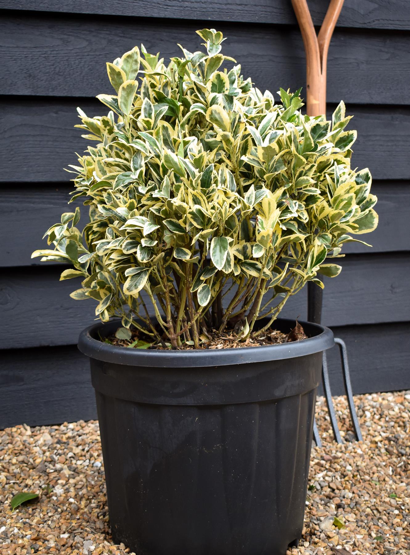 Euonymus japonicus 'Bravo' | Japanese Spindle 'Bravo' - Ball - Height 50 -60cm - 30lt