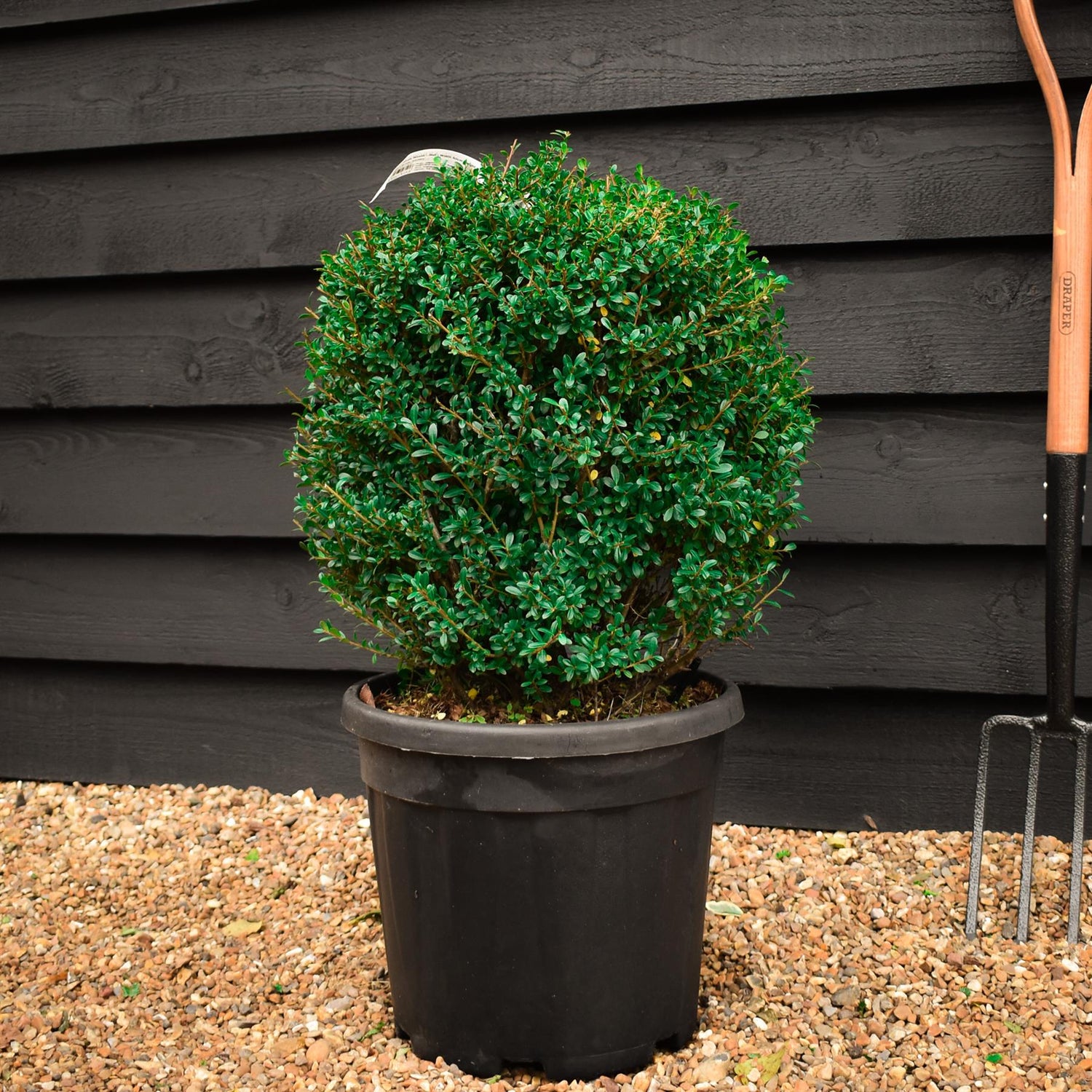 Ilex Crenata 'Stokes' - Ball - Width 40cm Height 40cm - 20lt