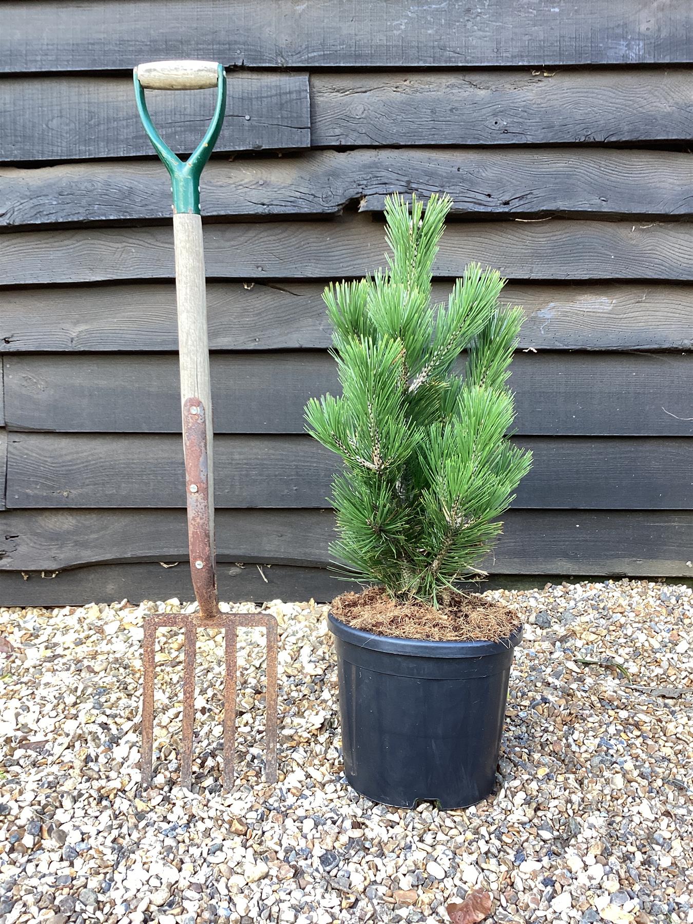 Pinus heldreichii 'Little Dracula' | Bosnian pine 'Little Dracula' - Height 60cm - Width 40cm - 11lt