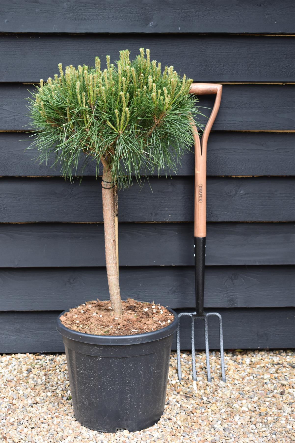 Pinus densiflora 'Alice Verkade' | Japanese red pine - Clear Stem 40cm - Height 75-80cm - Width 40cm - 20lt