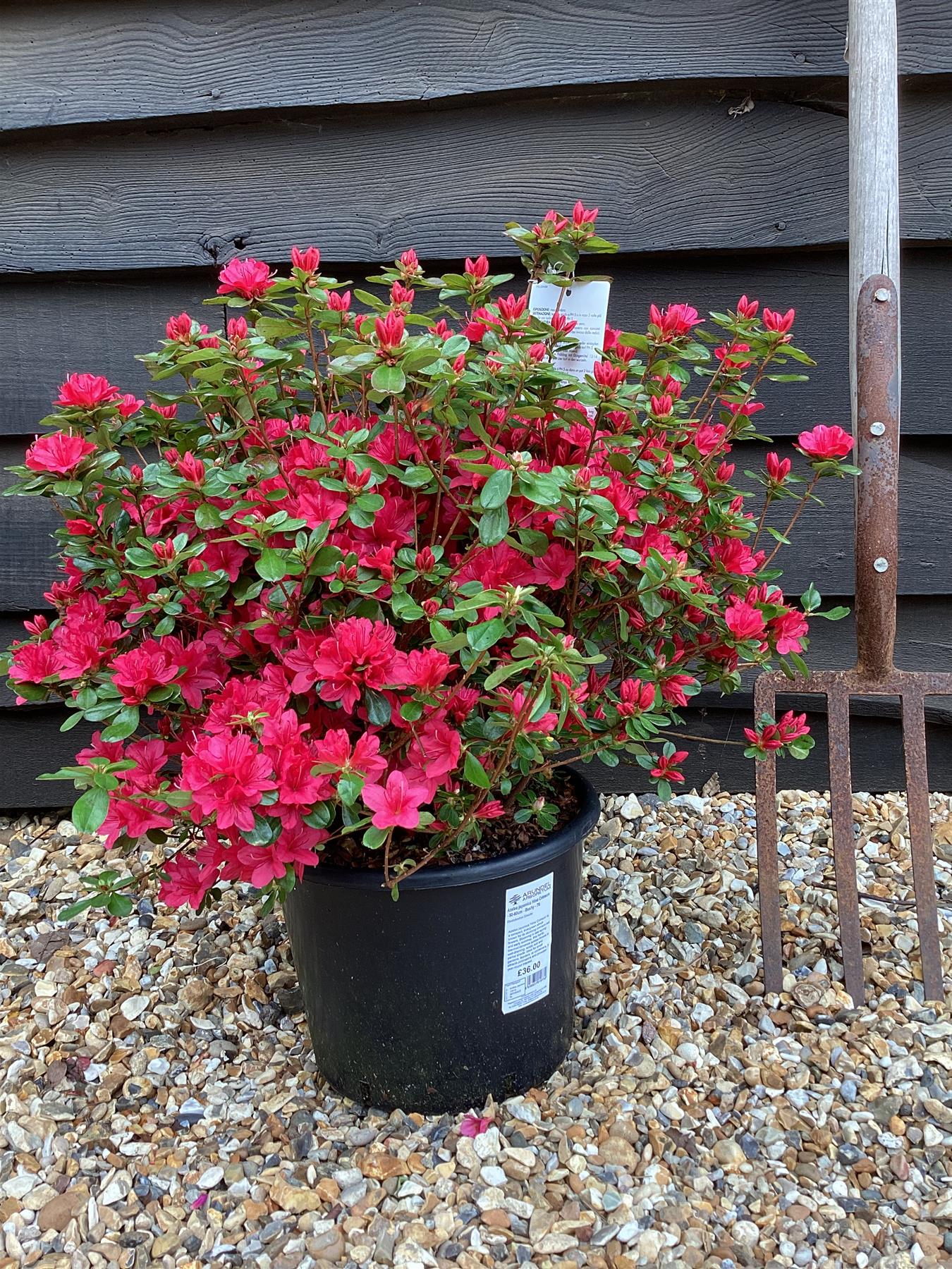 Azalea Japonica Hino Crimson| Rhododendron Hino Crimson - 50-60cm - 7lt