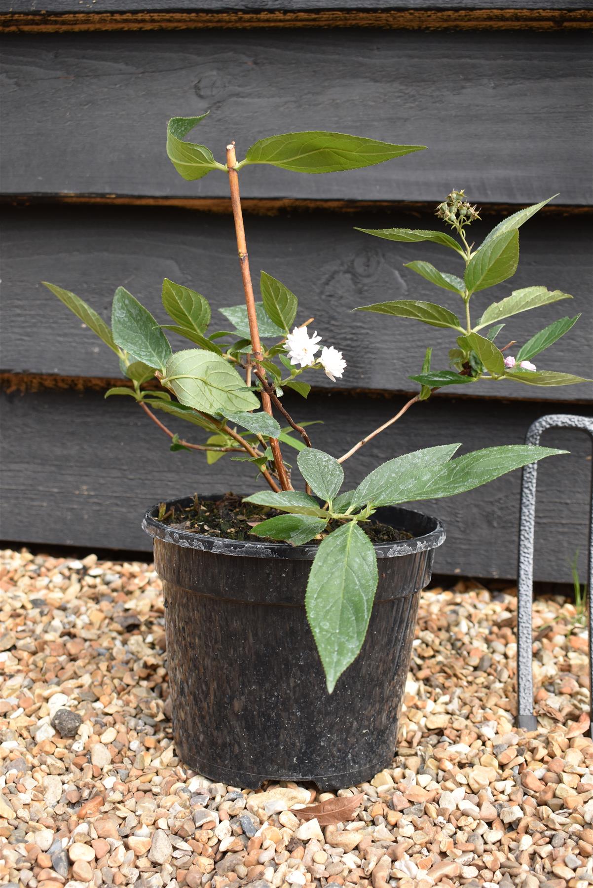 Deutzia scabra 'Pink Pompom' - 3lt