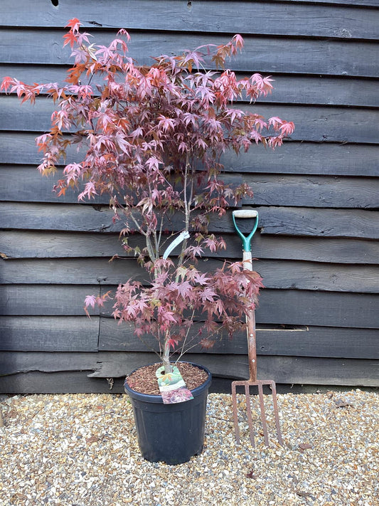 Acer palmatum 'Atropurpureum' | Red Leaf Japanese maple - Bushy - 100-150cm - 20lt