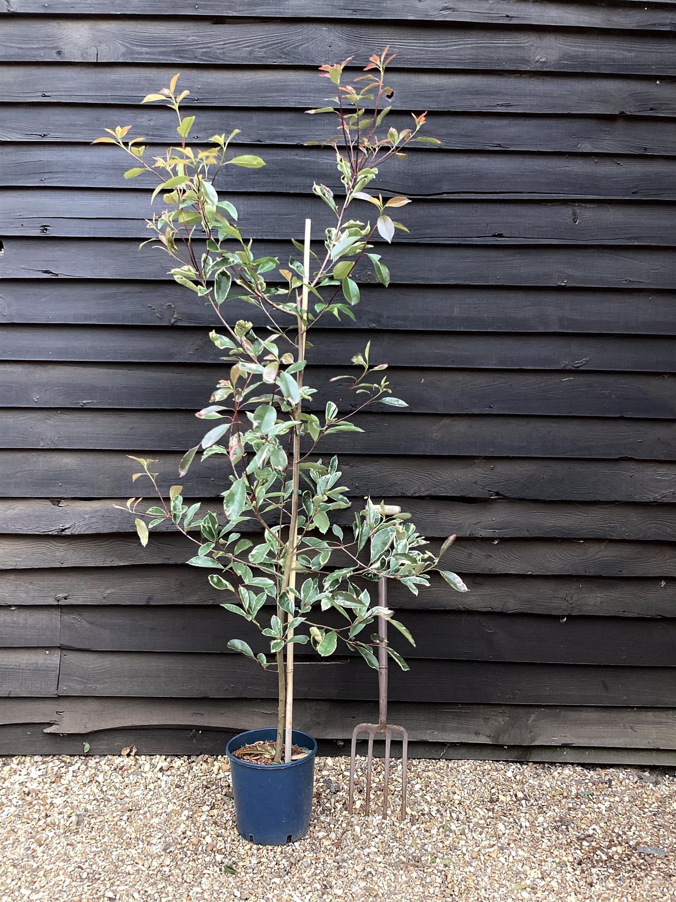 Photinia Fraseri  Louise - 150-180cm - 10lt