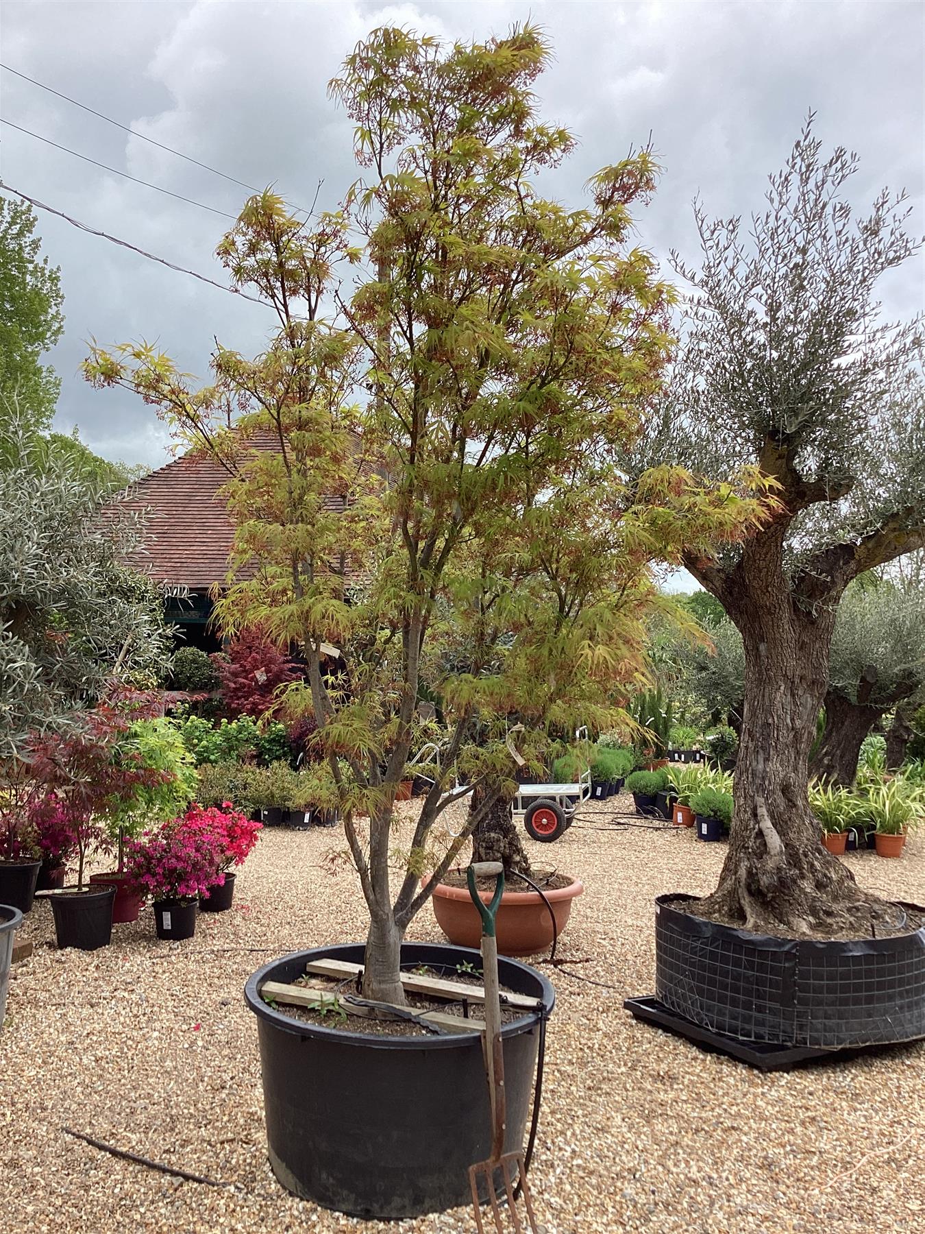 Acer palmatum Linearilobum | Japanese maple 'Linearilobum' - 240-260cm, 180lt