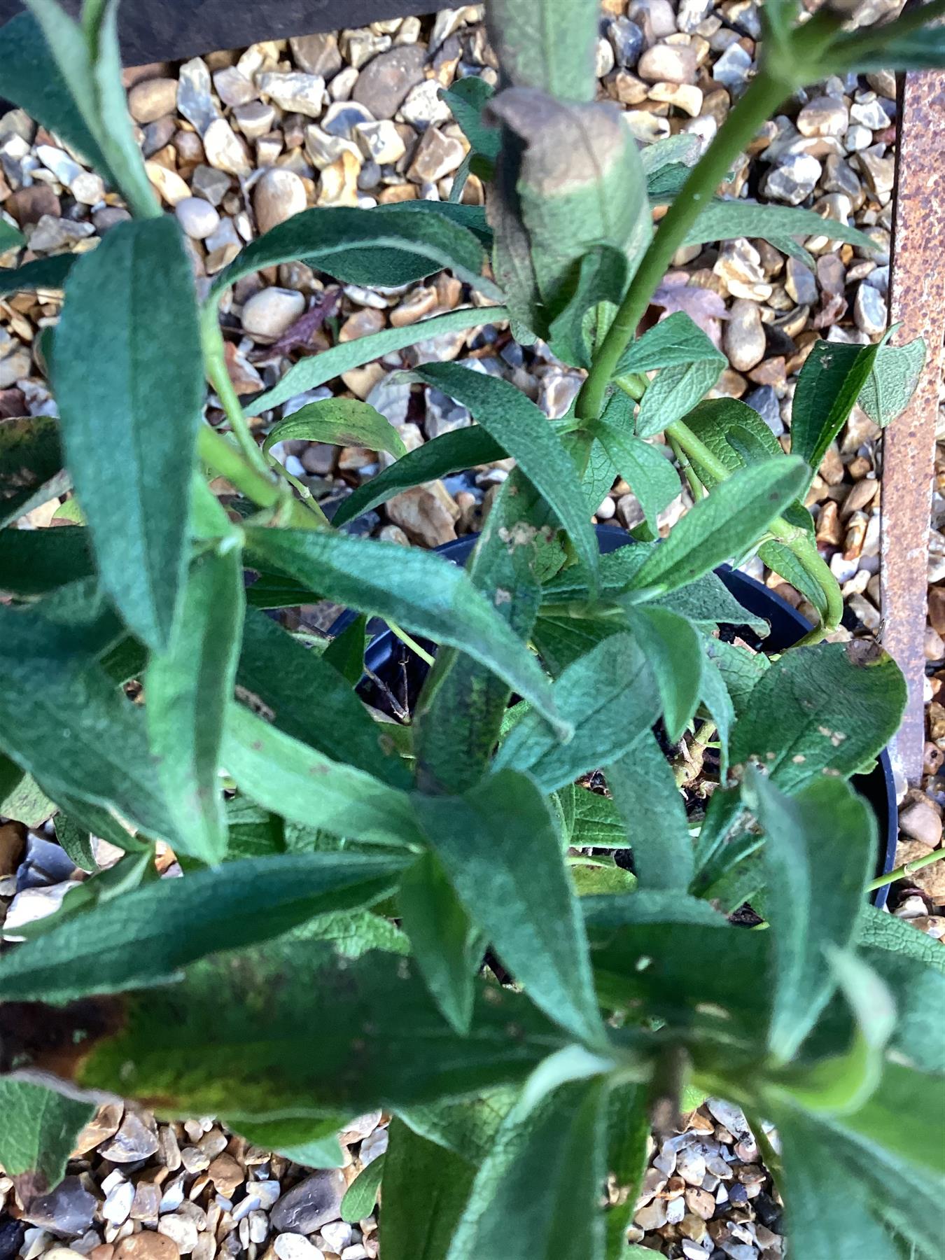 Cistus x pulverulentus 'Alan Fradd' | Purple-flowered Rock Rose - 20-25cm, 2lt