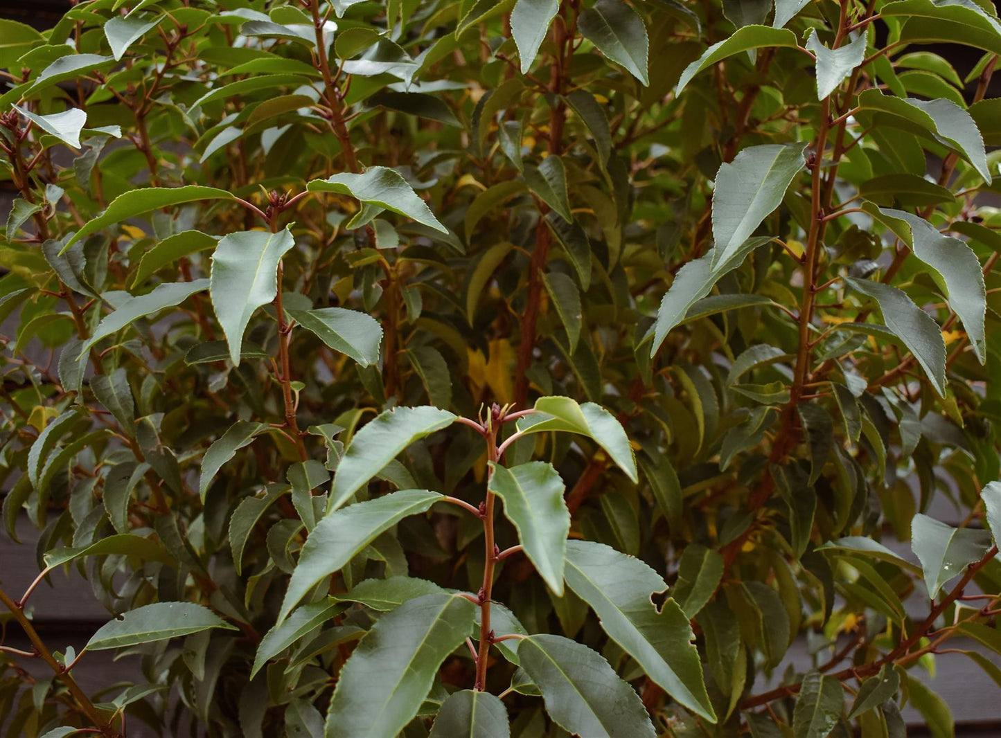 Portuguese Laurel Tree | Prunus Lusitanica - Clear Stem - Girth 12-14cm - Height - 260-280cm - 70lt