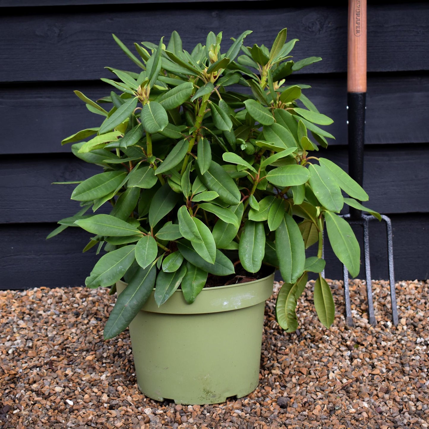 Rhododendron auritum 'Leo' - Shrub - Height 40-50cm - 10lt